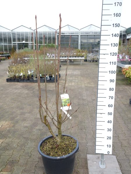 Sorbus aucuparia 'Ulong' - Wilde Lijsterbes - Afbeelding 2