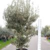 Quercus ilex - Steeneik