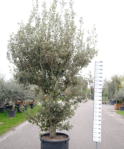 Quercus ilex - Steeneik