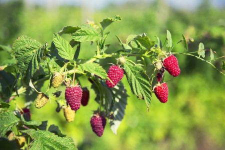 Rubus idaeus Buckingham 'Tayberry' - braamboos
