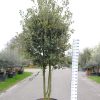 Quercus ilex meerstammig - Steeneik - bolvorm
