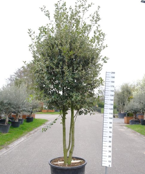 Quercus ilex meerstammig - Steeneik - bolvorm