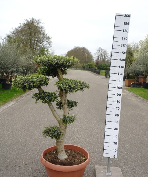 Olijfboom Olea Europea bonsai