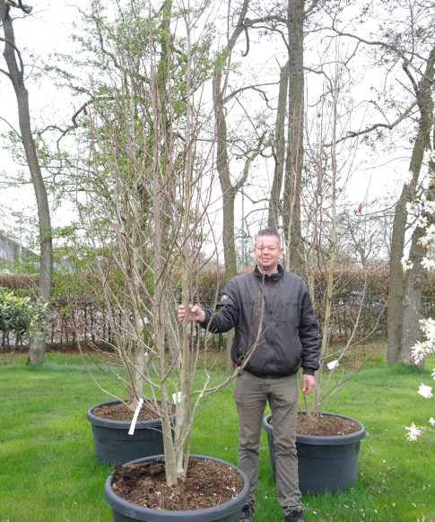 Magnolia Soulangeana - Beverboom