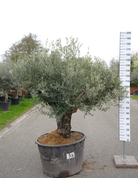 Olijfboom -  Olea Europea korte stam