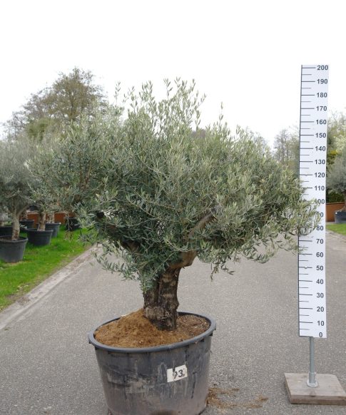 Olijfboom -  Olea Europea korte stam