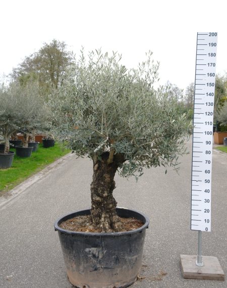Olijfboom -  Olea Europea korte stam - Afbeelding 2