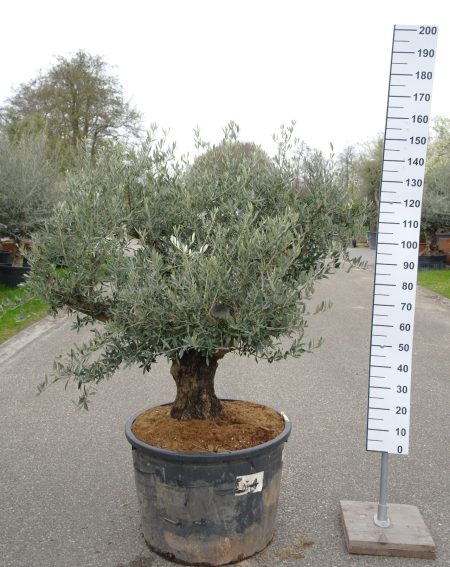 Olijfboom -  Olea Europea korte stam - Afbeelding 3