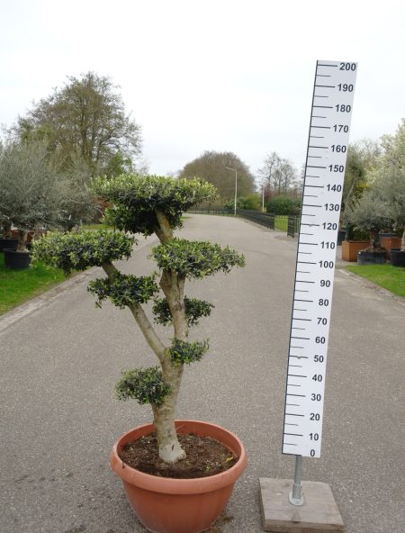 Olijfboom Olea Europea bonsai