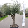 Olijfboom - Olea Europea ramif lechin