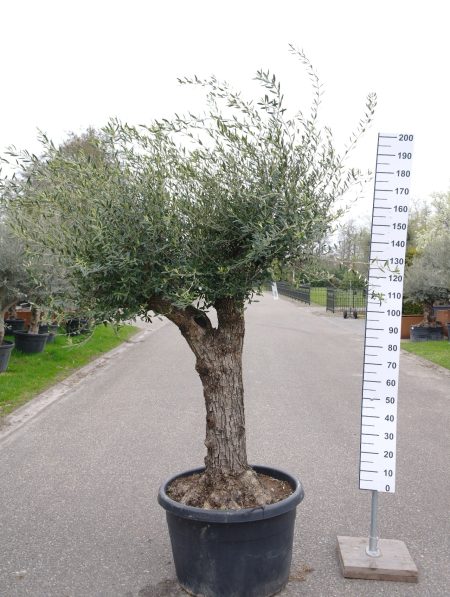 Olijfboom - Olea Europea ramif lechin
