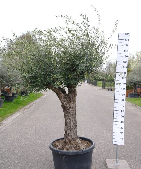 Olijfboom - Olea Europea ramif lechin