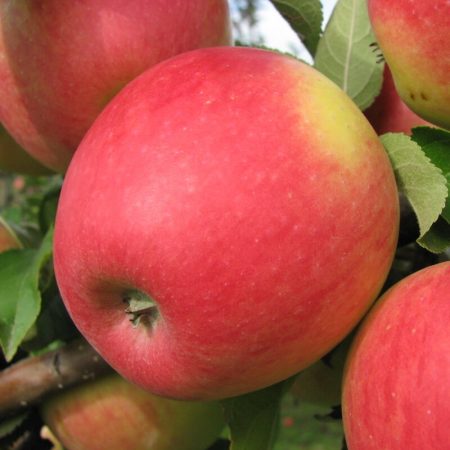 Malus domestica 'Pinova' - Appelboom - Afbeelding 2