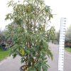 Eriobotrya Japonica - Japanse Wolmispel