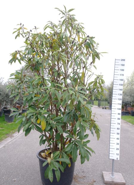 Eriobotrya Japonica - Japanse Wolmispel
