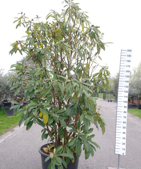 Eriobotrya Japonica - Japanse Wolmispel
