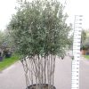 Quercus ilex meerstammig - Steeneik- struik-200-250cm