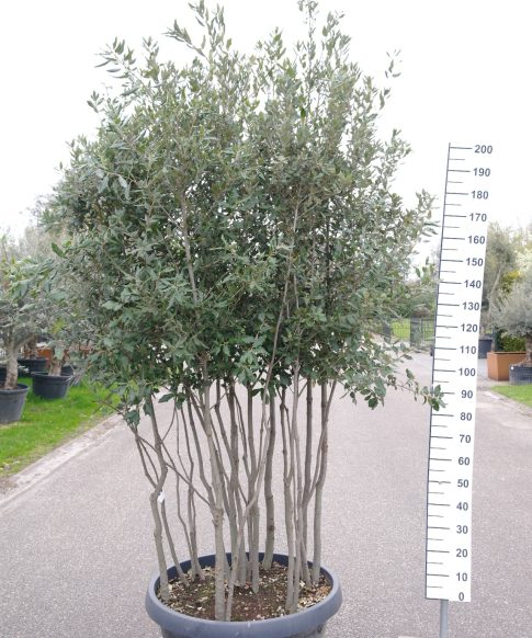 Quercus ilex meerstammig - Steeneik- struik-200-250cm