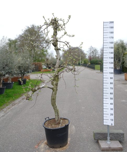 Malus 'Braeburn' - Appelboom