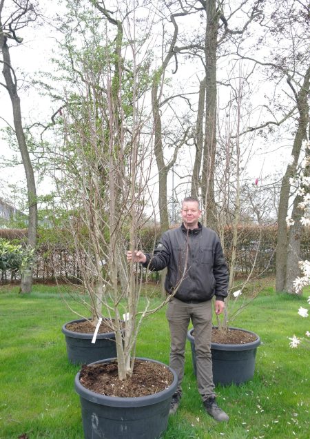 Magnolia Soulangeana - Beverboom