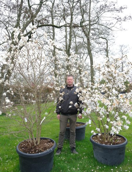 Magnolia Stellata - Stermagnolia