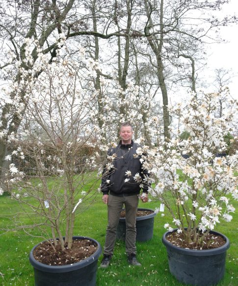 Magnolia Stellata - Stermagnolia