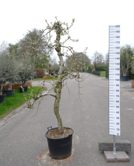 Malus 'Braeburn' - Appelboom