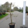 Malus domestica 'Pinova' - Appelboom