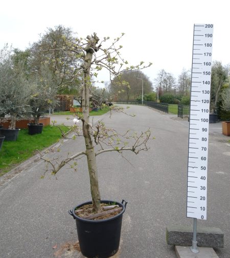 Malus domestica 'Pinova' - Appelboom