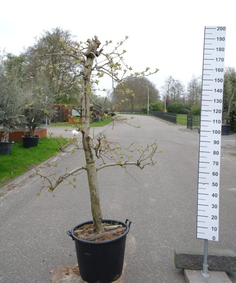 Malus domestica 'Pinova' - Appelboom