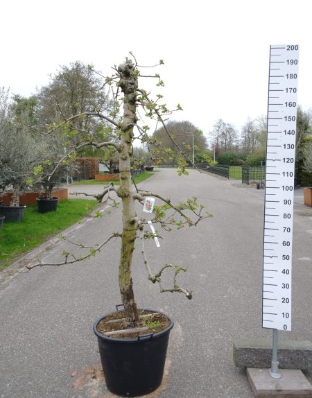 Malus Goudreinet Appel 'Rode Boskoop'