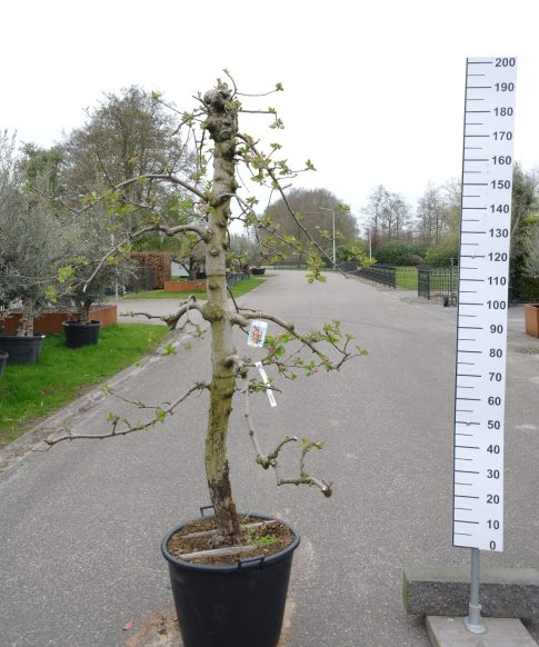 Malus Goudreinet Appel 'Rode Boskoop'