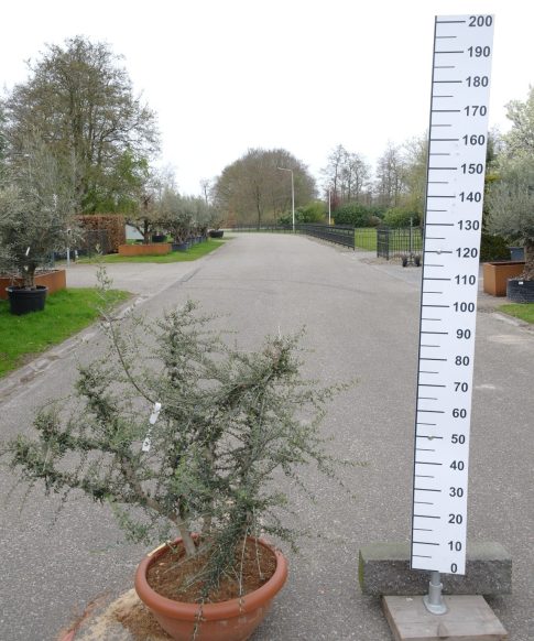 Wilde Olijfboom - Olea Acebuche