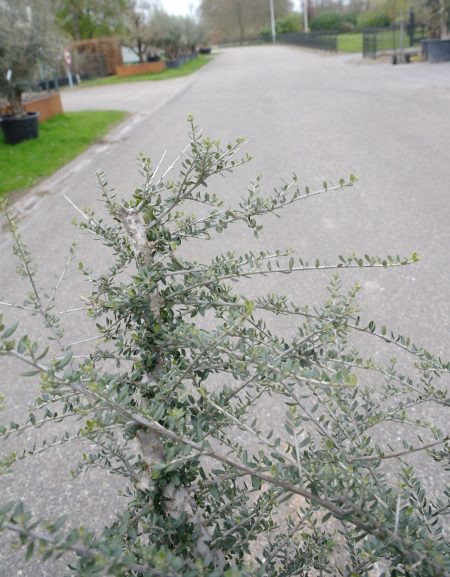 Wilde Olijfboom - Olea Acebuche - Afbeelding 2