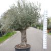 Olijfboom - Olea Europea cordoba old trunk