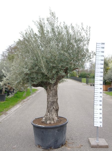 Olijfboom - Olea Europea cordoba old trunk