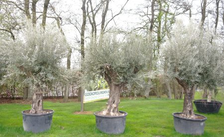 Olijfboom - Olea Europea cordoba old trunk - Afbeelding 3