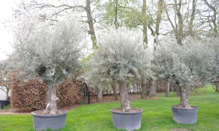 Olijfboom - Olea Europea cordoba old trunk - Afbeelding 2