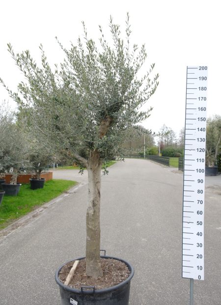 Olijfboom Olea Europea