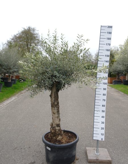 Olijfboom - Olea Europaea