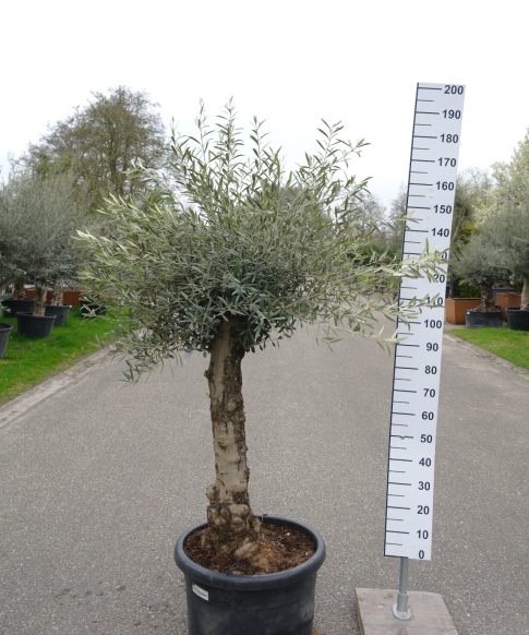 Olijfboom - Olea Europaea