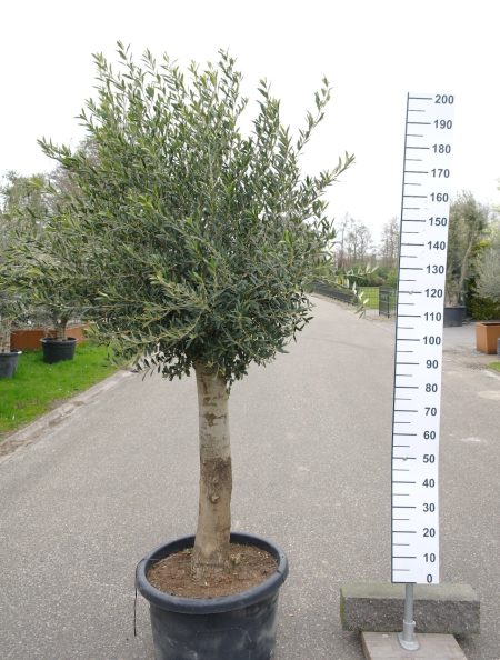 Olijfboom Olea Europea