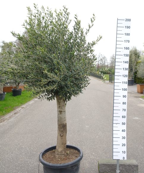 Olijfboom Olea Europea