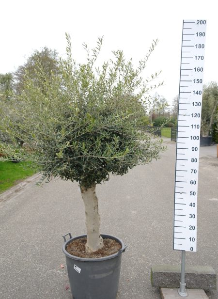 Olijfboom Olea Europea