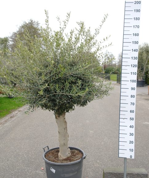 Olijfboom Olea Europea