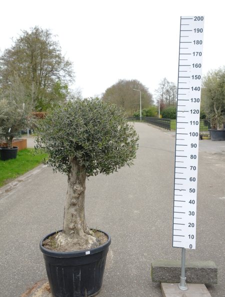 Olijfboom - Olea Europea
