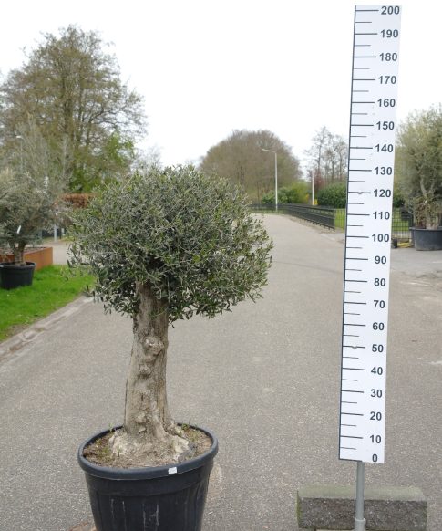 Olijfboom - Olea Europea