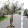 Olijfboom - Olea Europea vertakt