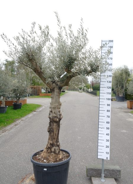 Olijfboom - Olea Europea vertakt