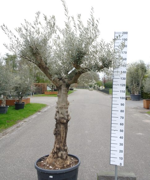 Olijfboom - Olea Europea vertakt